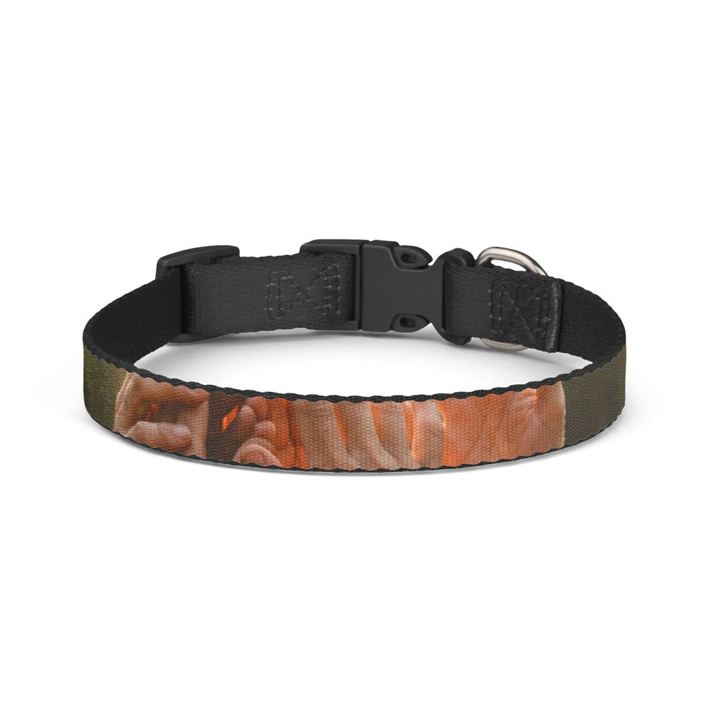 Clip-on Pet Collar - Golden Rays of Unity Wall Art |...