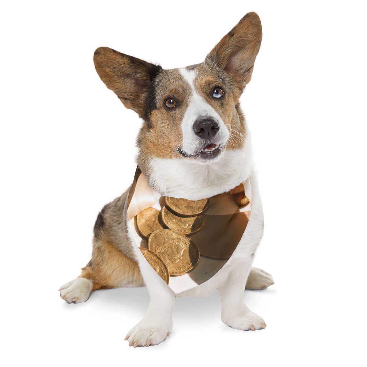Pet Bandana Collar - Sovereign Gold Coins & Satin Ribbon Art...