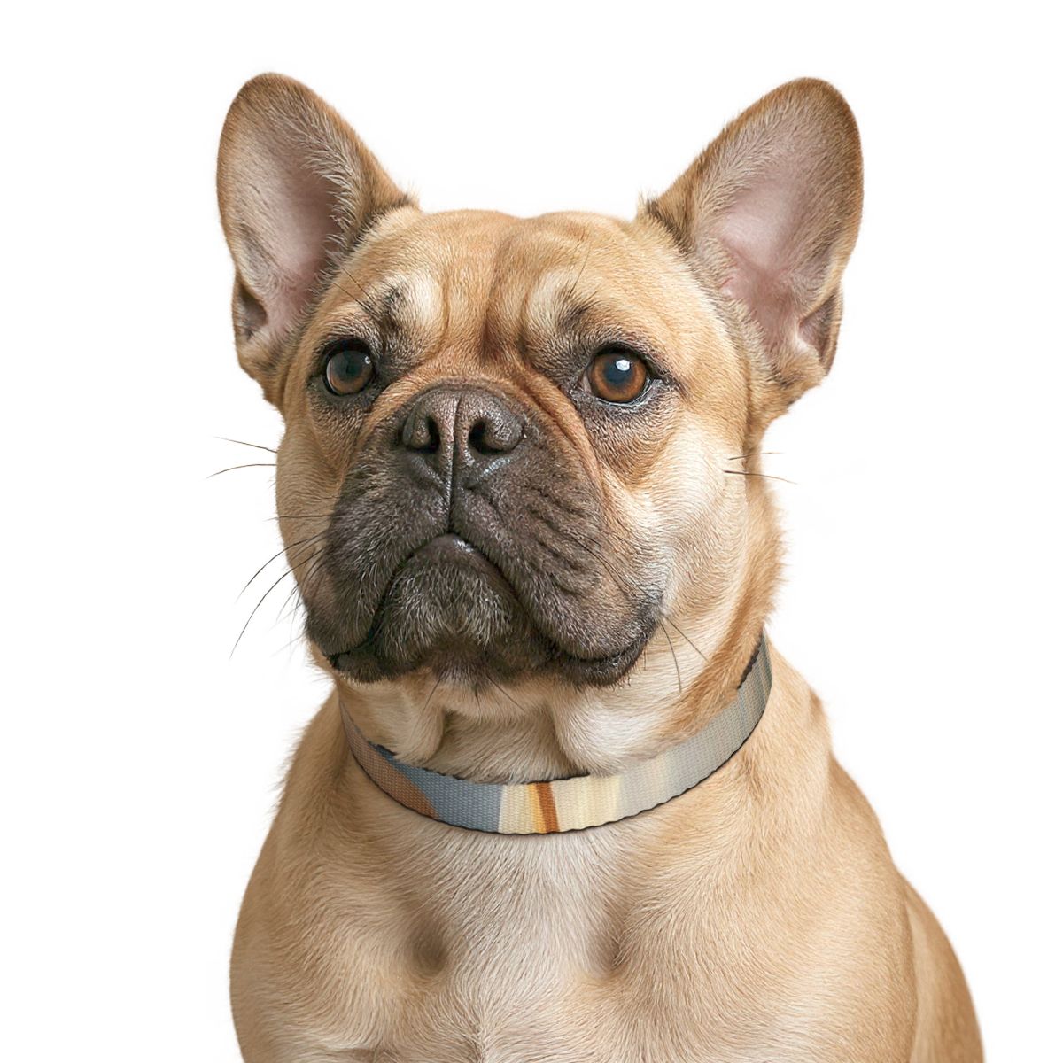 Soft Blue Clip-on Pet Collar - Dog Style