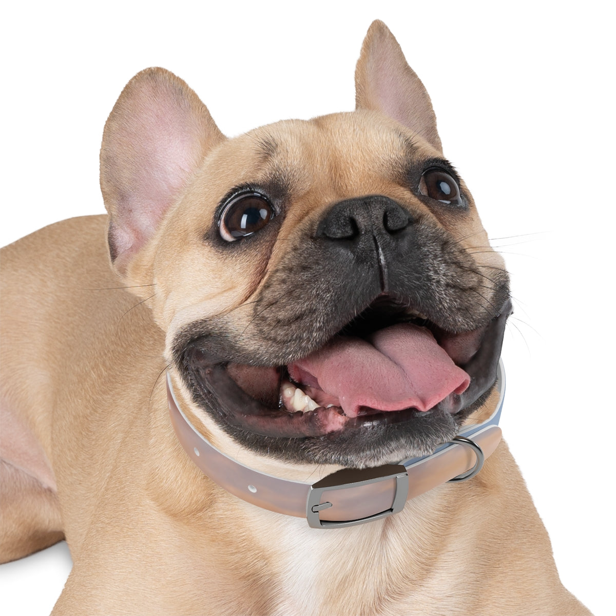 Dog Collar - Trail Companion