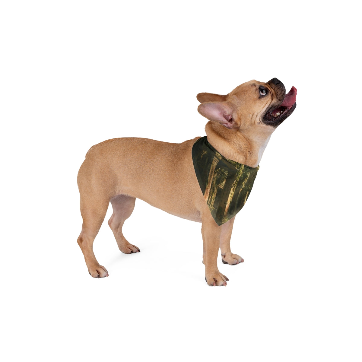Pet Bandana - Secret Jungle Explorer | Echovira Gallery