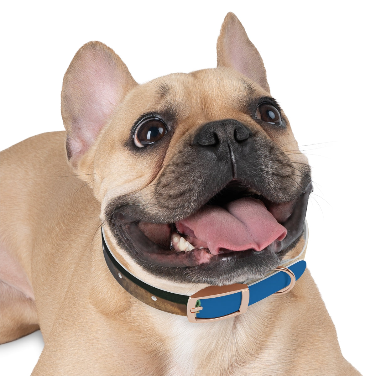 Dog Collar - Heritage Pride