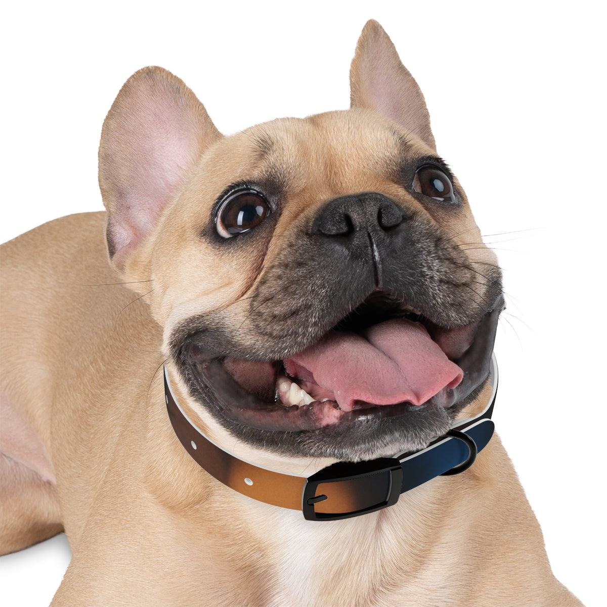 Dog Collar - Midnight Spark