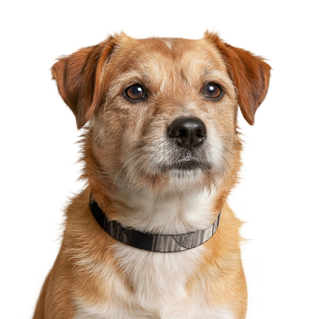 Clip-on Pet Collar - Spectral Veils | Echovira Gallery
