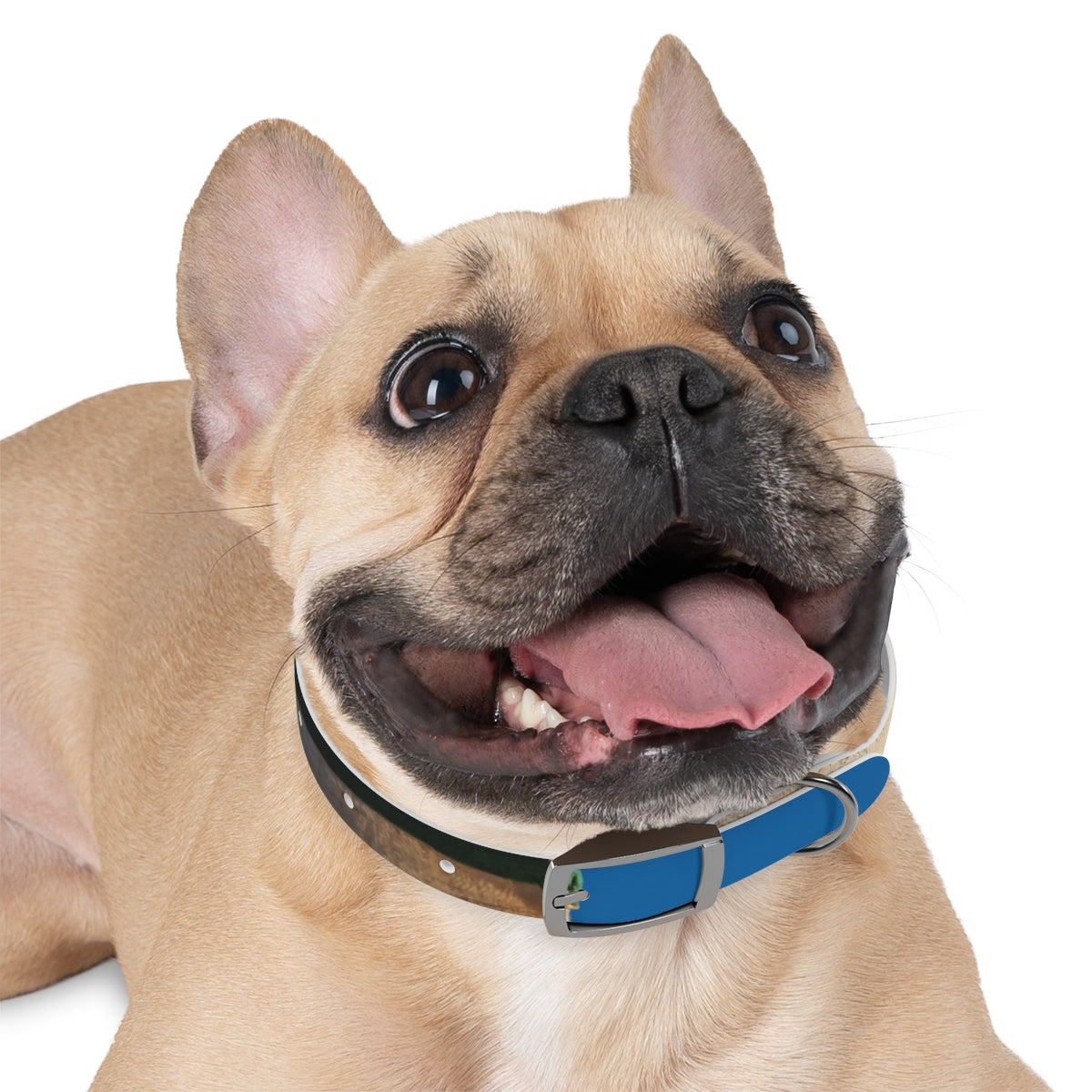 Dog Collar - Heritage Pride