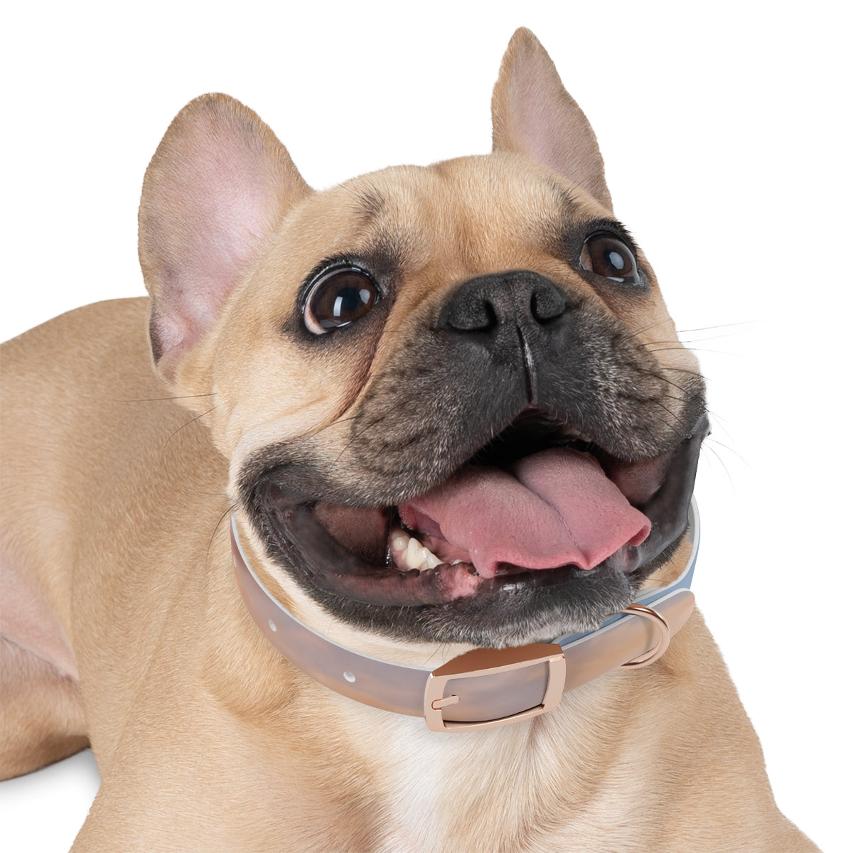 Dog Collar - Trail Companion