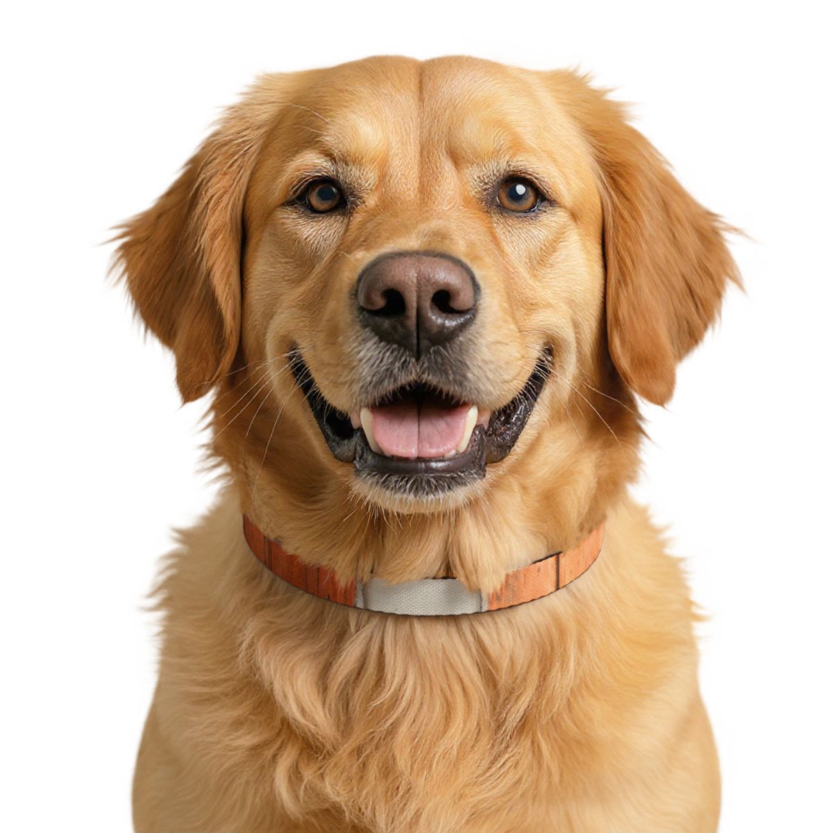 Clip-on Pet Collar - Patina Copper Accent | Echovira Gallery