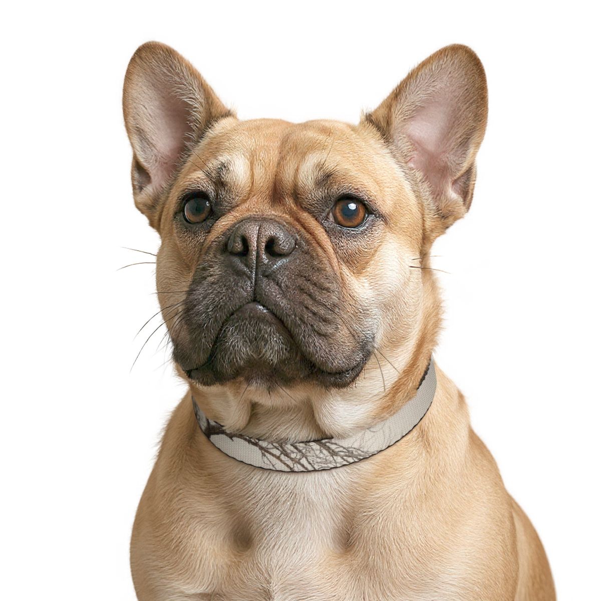 Pet Collar - Minimalist Winter Style