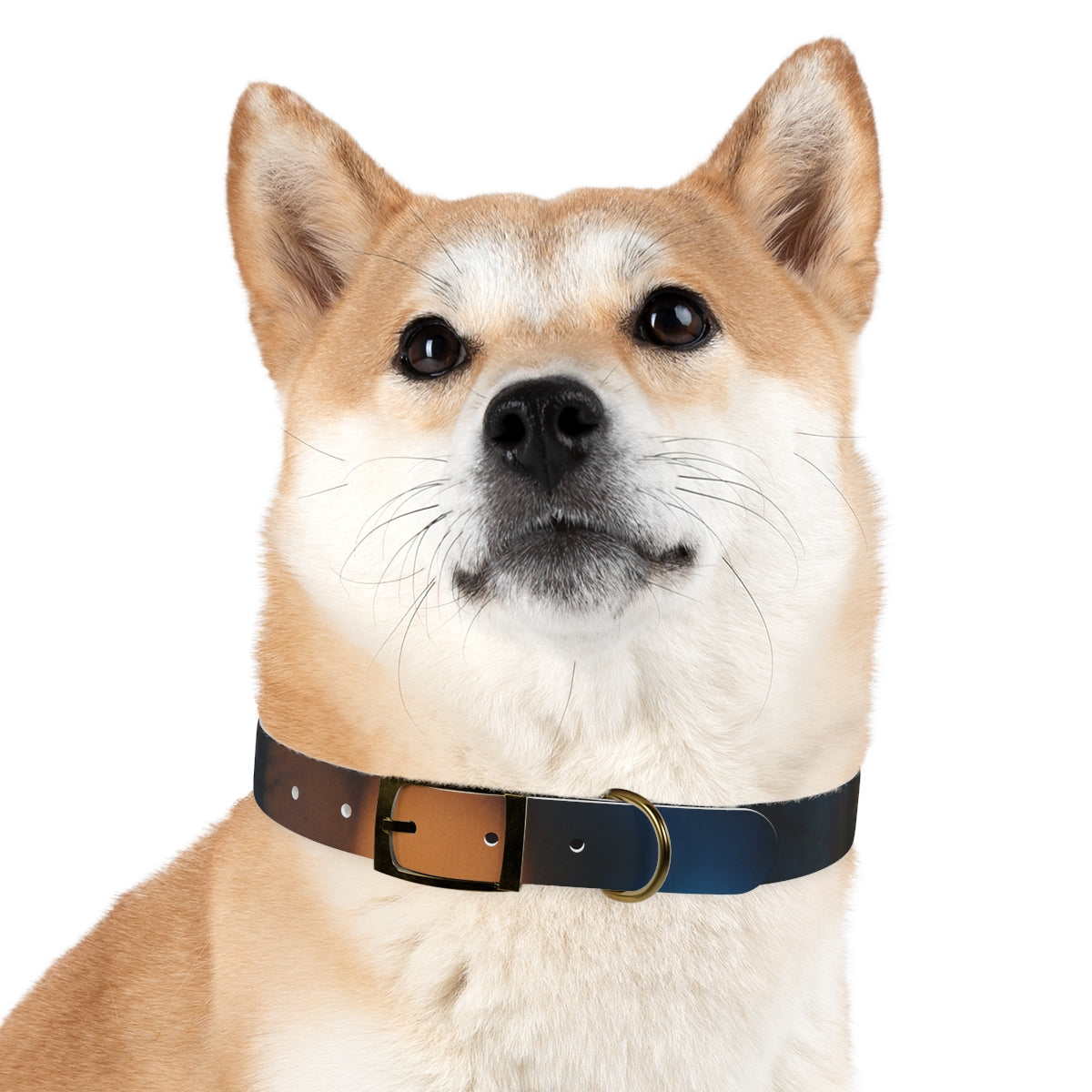 Dog Collar - Midnight Spark