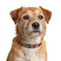 Clip-on Pet Collar - Boho Minimalist