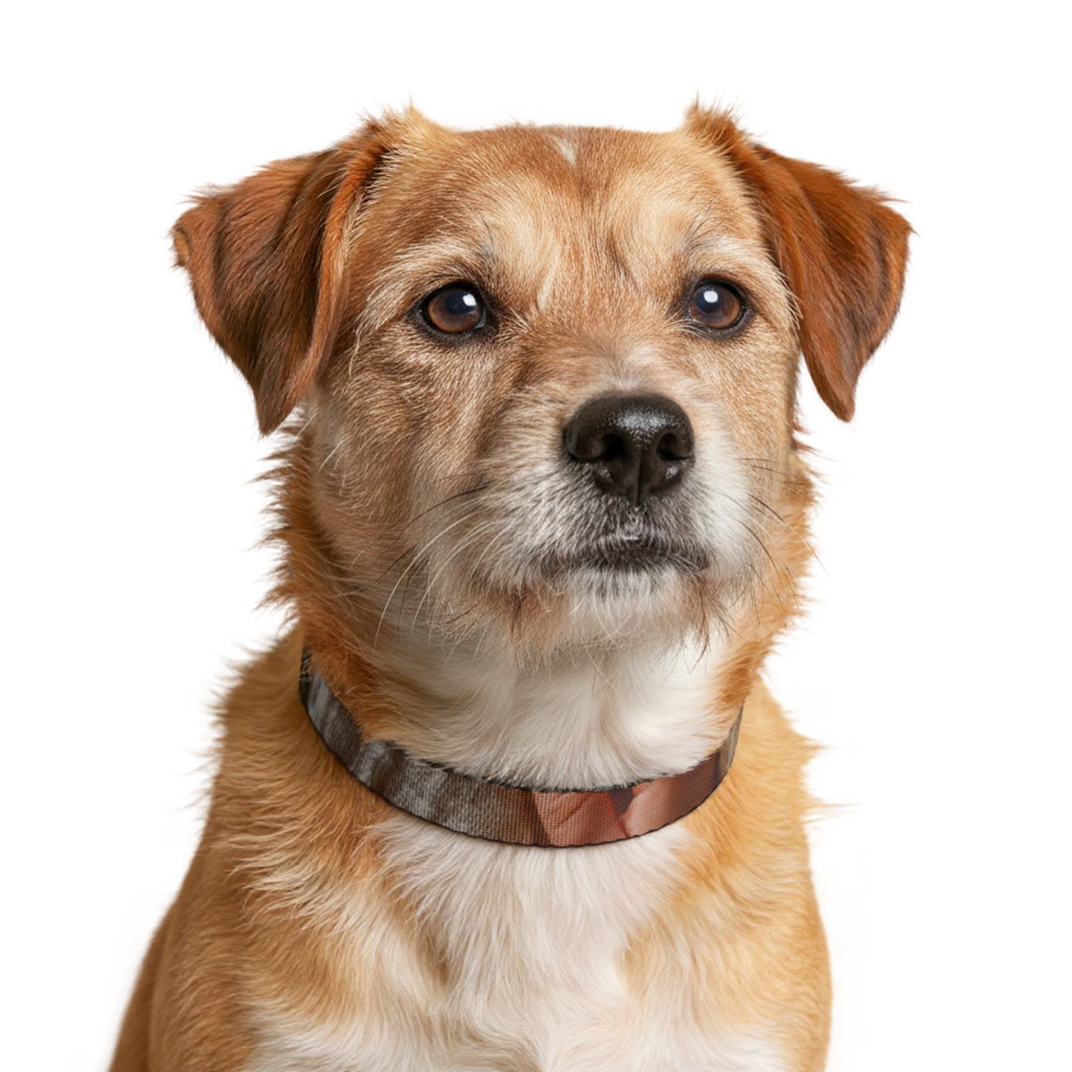 Clip-on Pet Collar - Boho Minimalist