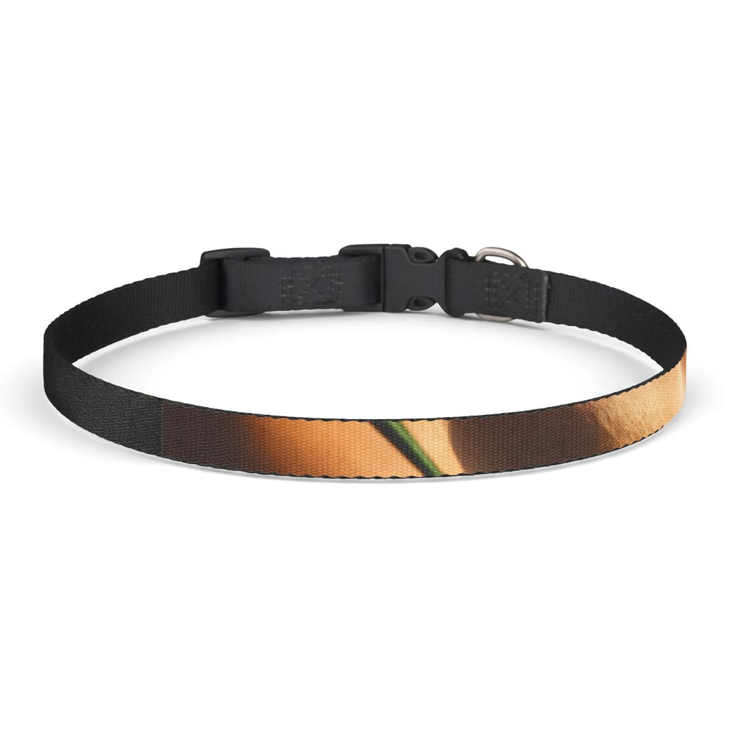 Pet Collar - Golden Hour Walk Style