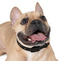 Dog Collar - Majestic Ocean Sunset