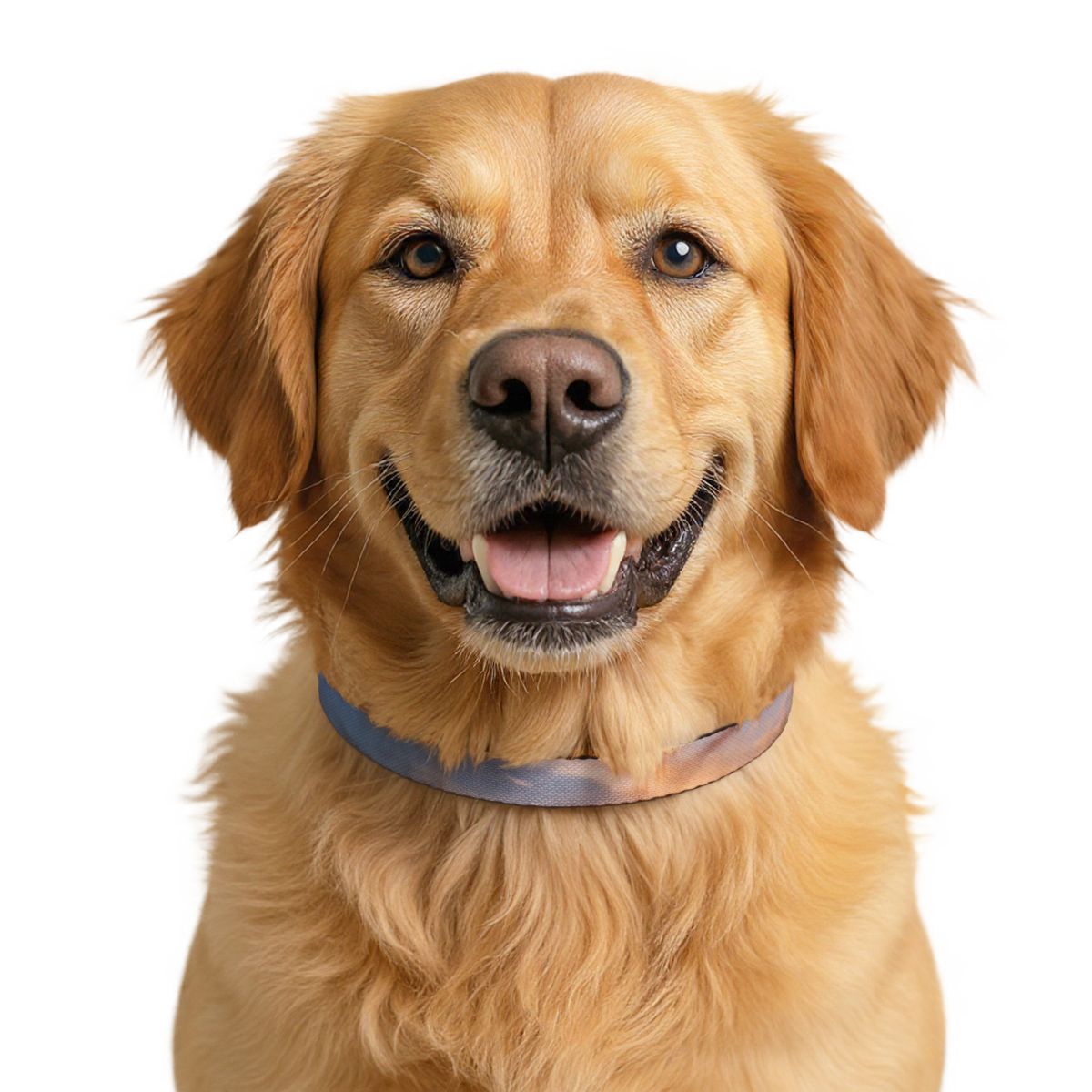 Clip-on Pet Collar - Golden Hour Hike
