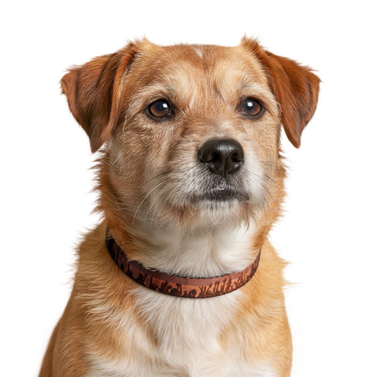 Clip-on Pet Collar - City Lights Festival | Echovira Gallery