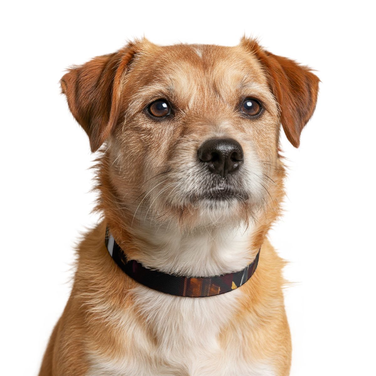 Clip-on Pet Collar - Urban Perspective | Echovira Gallery