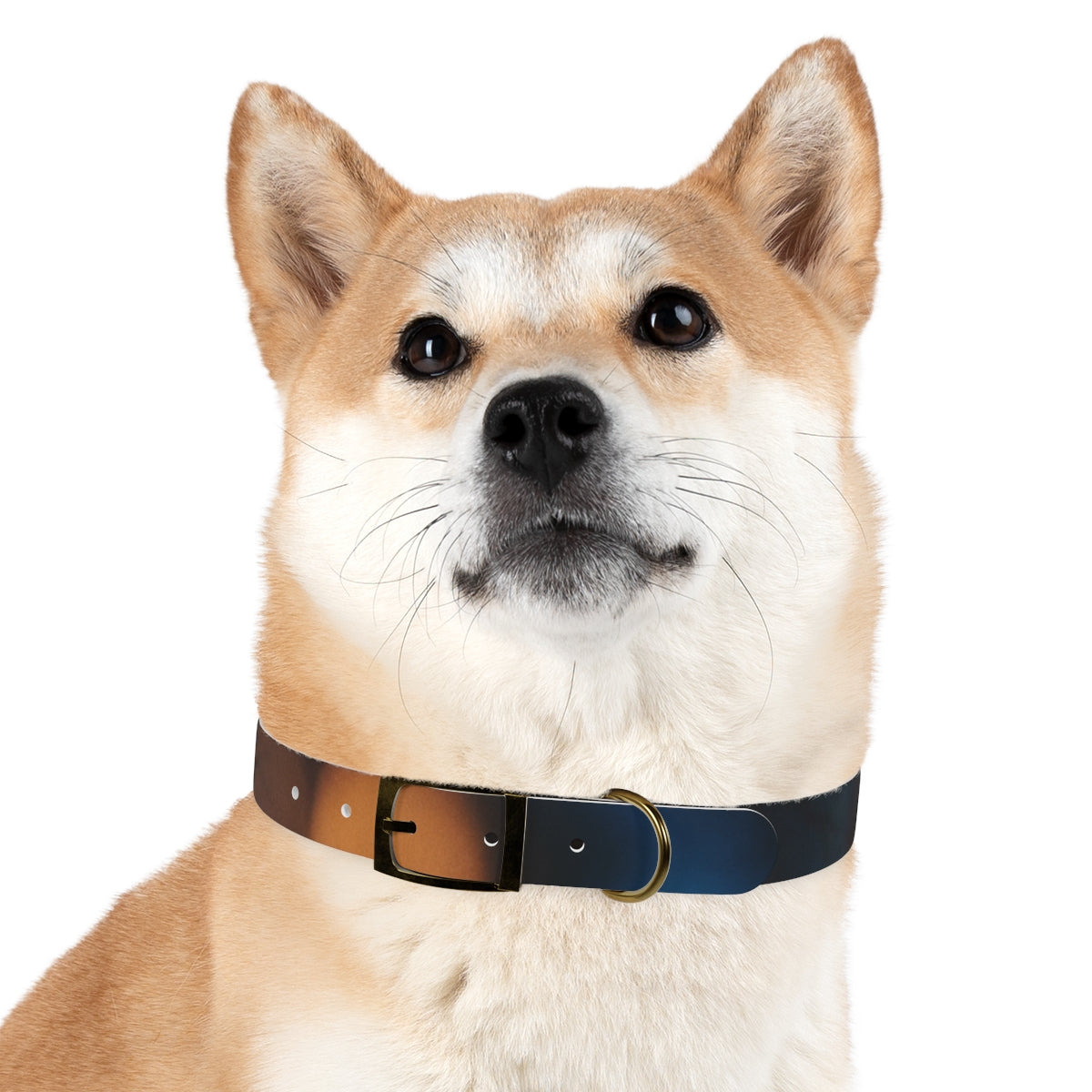 Dog Collar - Midnight Spark