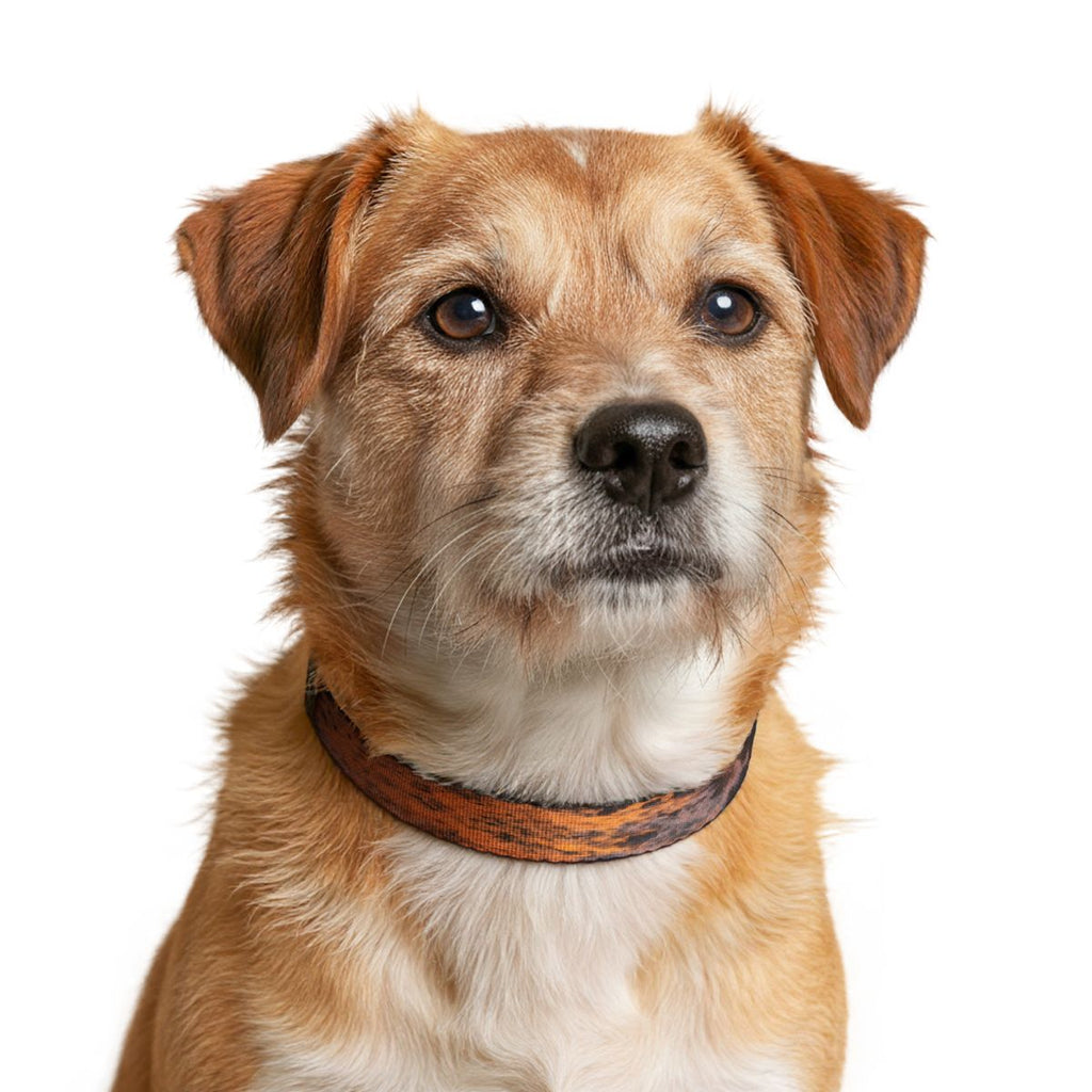 Clip-on Pet Collar - Kanyakumari Golden Coastal Sunset Art |...