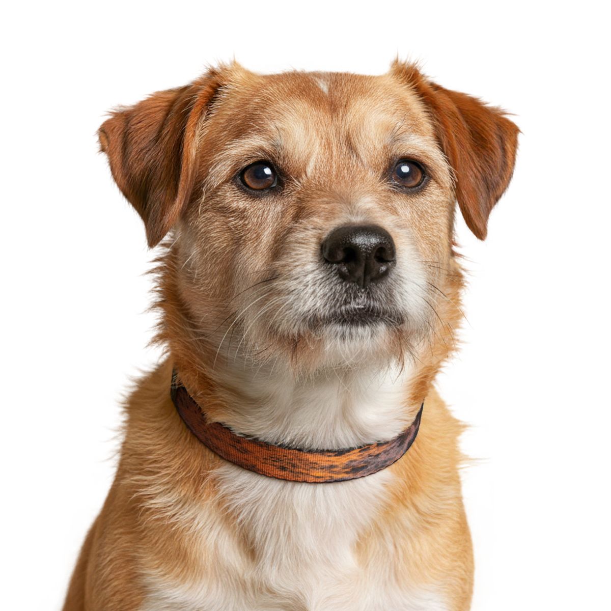 Clip-on Pet Collar - Kanyakumari Golden Coastal Sunset Art |...