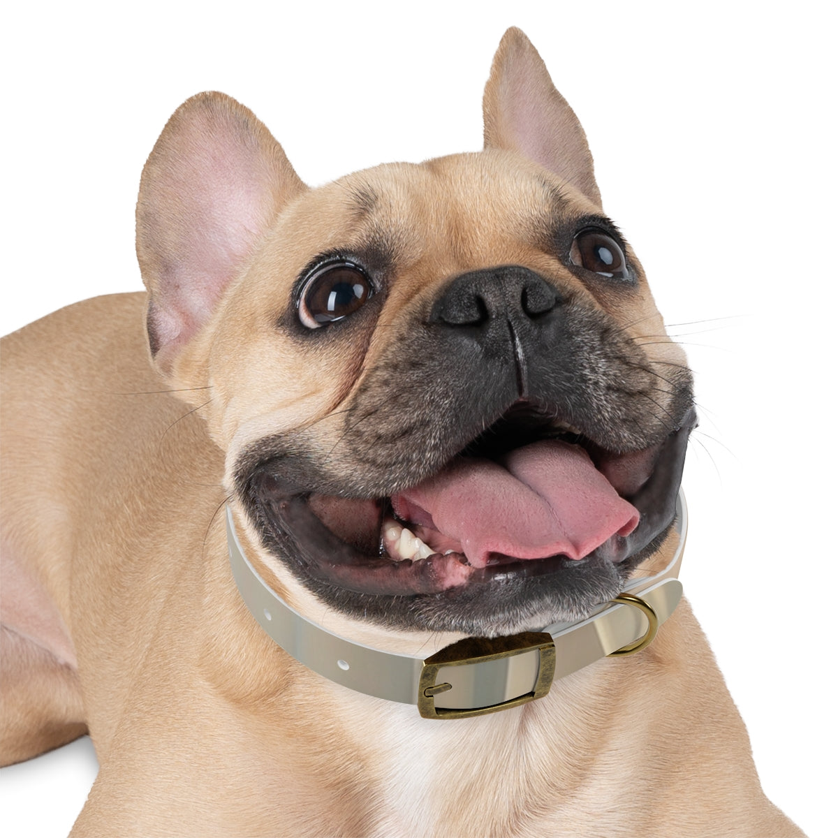 Pastel Dream Dog Collar - Gentle Pet Style