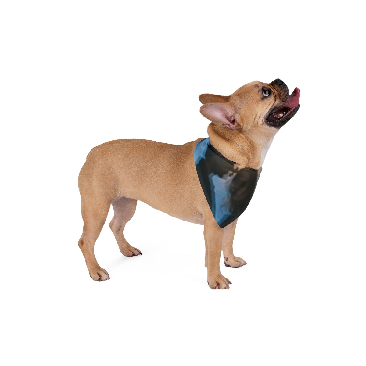 Midnight Reflections Pet Bandana - Moody Pet Wear | Echovira...