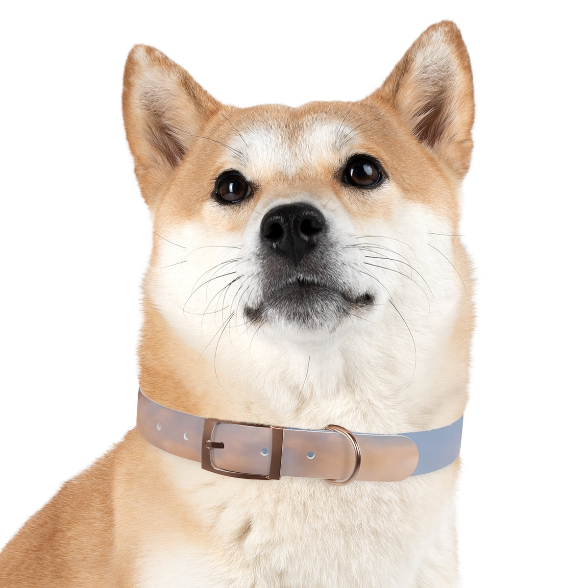 Dog Collar - Trail Companion