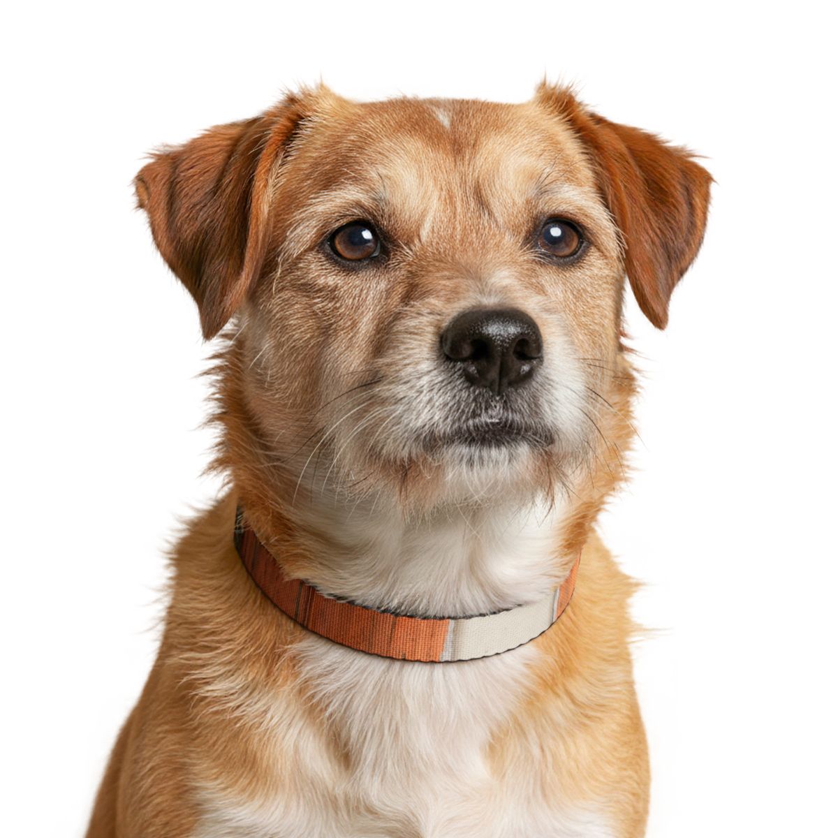 Clip-on Pet Collar - Patina Copper Accent | Echovira Gallery