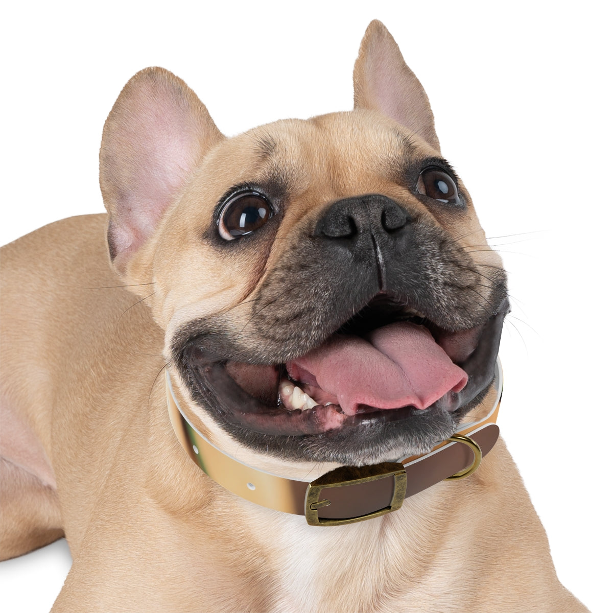 Dog Collar - Golden Hour Glow