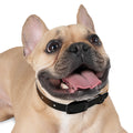 Dog Collar - Night Luxe Radiance