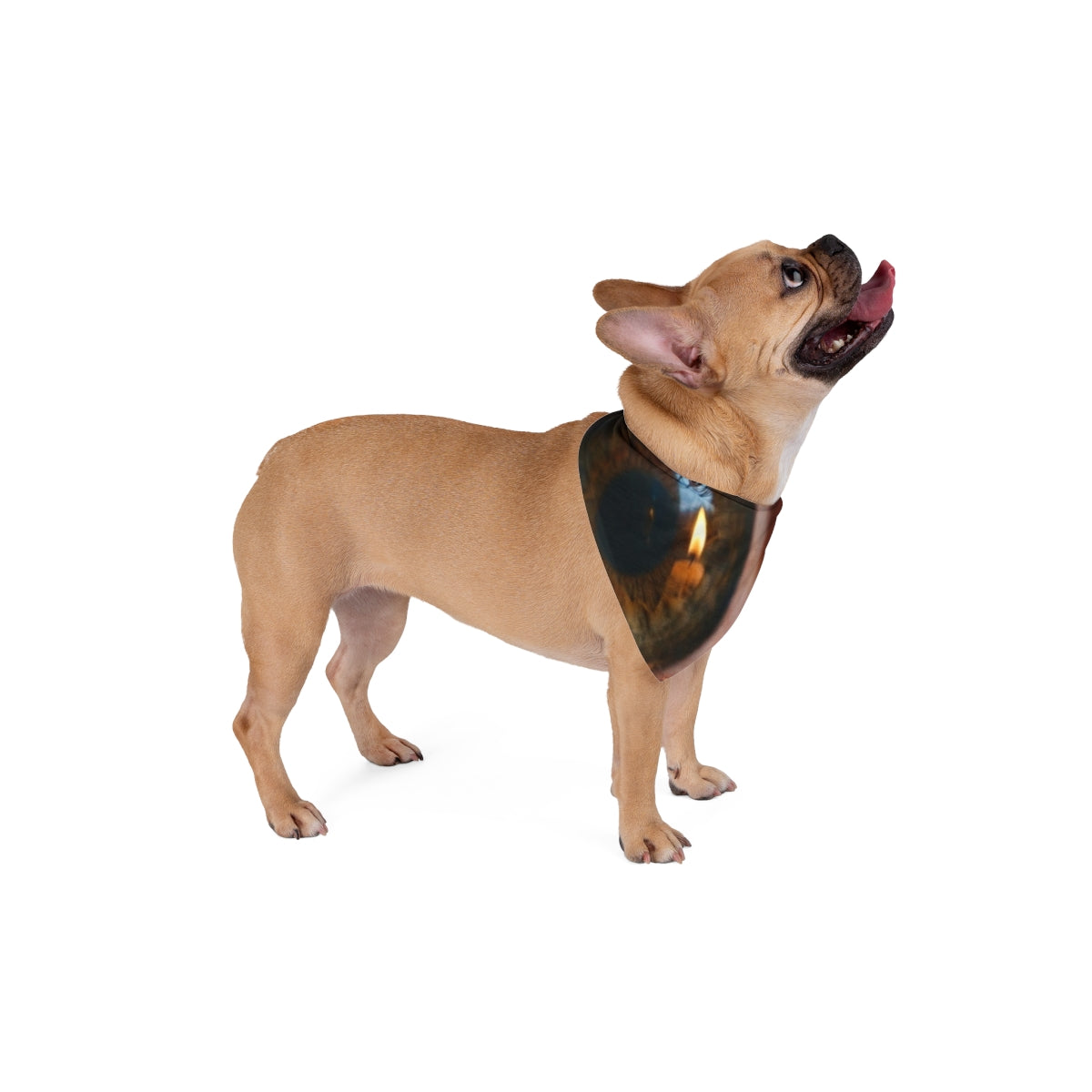 Pet Bandana - Amber Iris Reflection Fine Art Print |...
