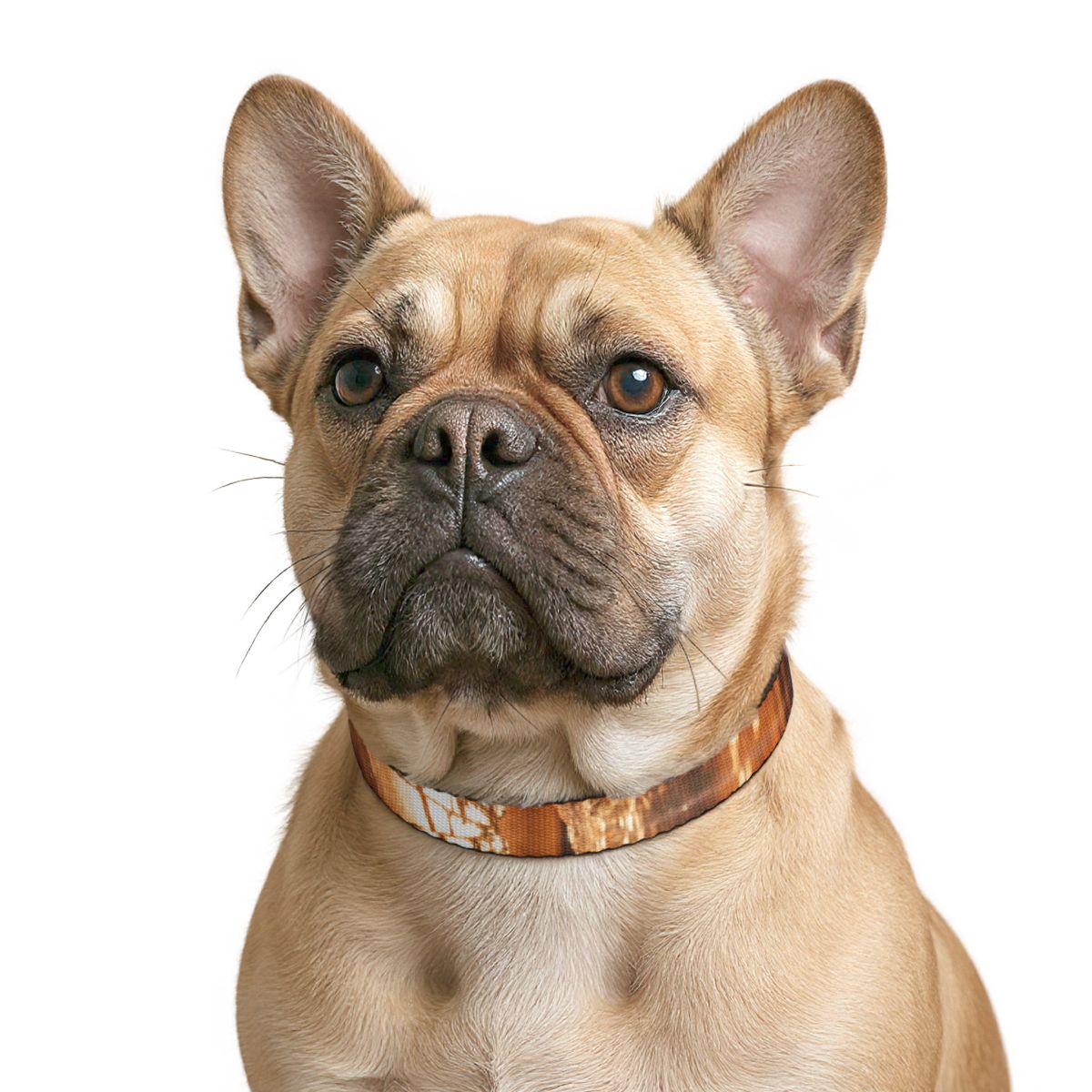 Clip-on Pet Collar - Shattered Light